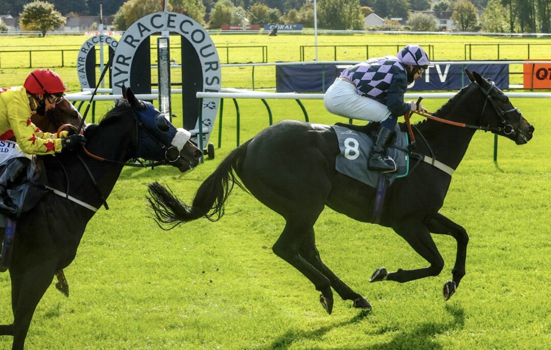 Black Friday, Equine Ambassador