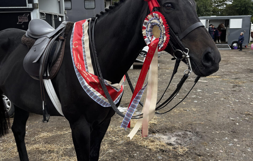 Black Friday, Equine Ambassador