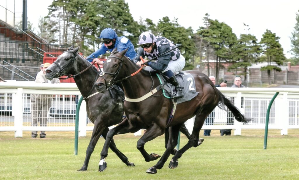 Black Friday, Equine Ambassador