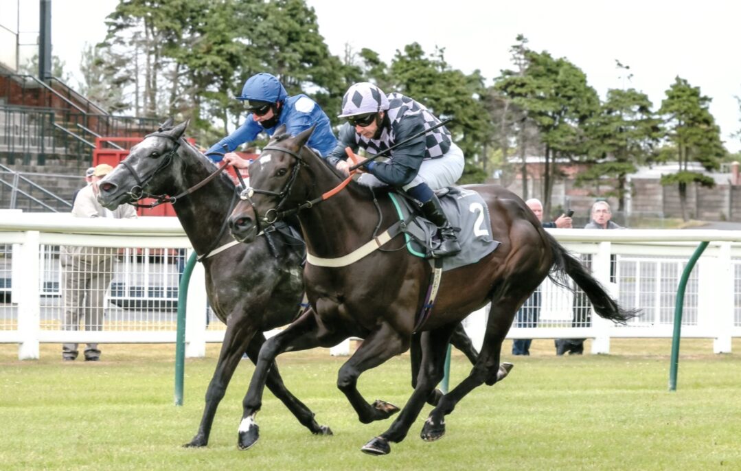 Black Friday, Equine Ambassador