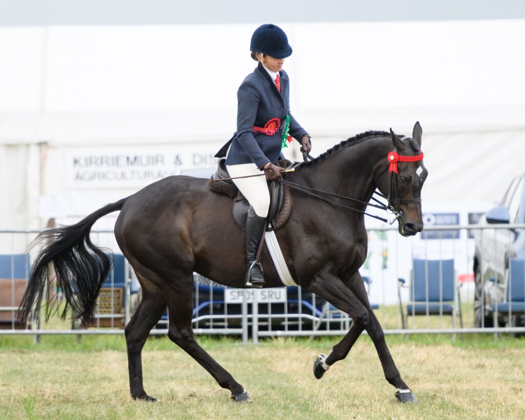 Black Friday, Equine Ambassador