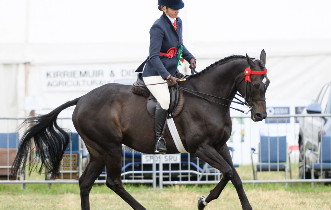 Black Friday, Equine Ambassador